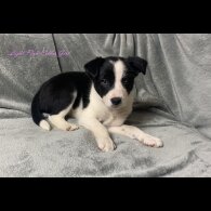 Border Collie - Both