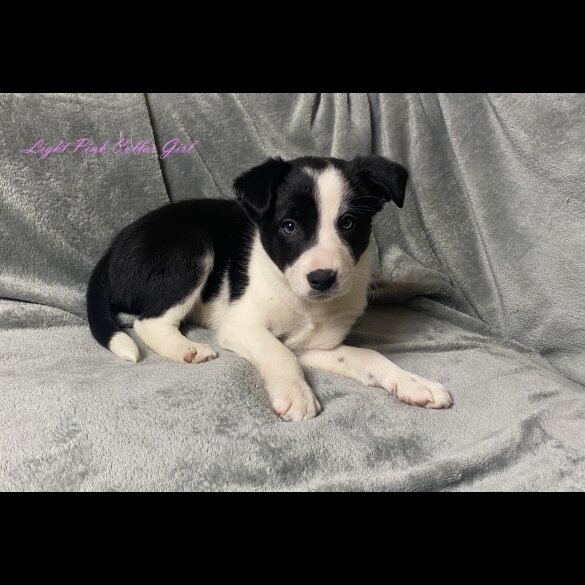 Border Collie - Both