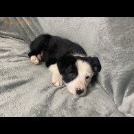 Border Collie - Both