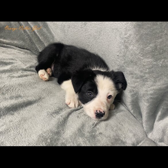 Border Collie - Both