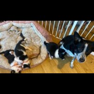 Border Collie - Both
