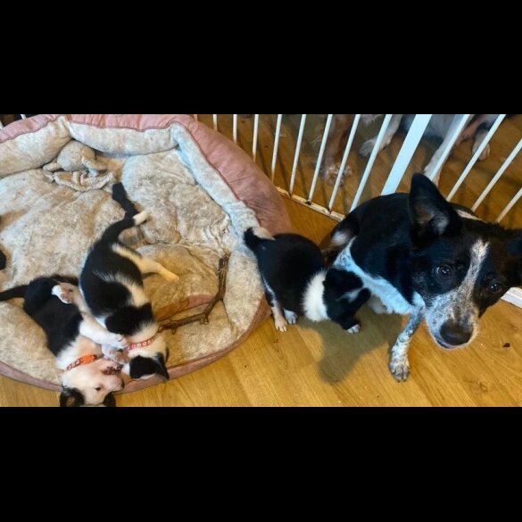 Border Collie - Both