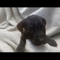 Cane Corso - Both