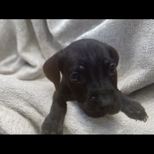 Cane Corso - Both