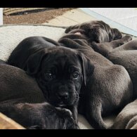 Cane Corso - Both