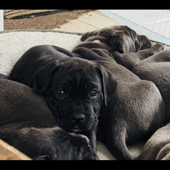 Cane Corso - Both