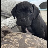 Cane Corso - Both