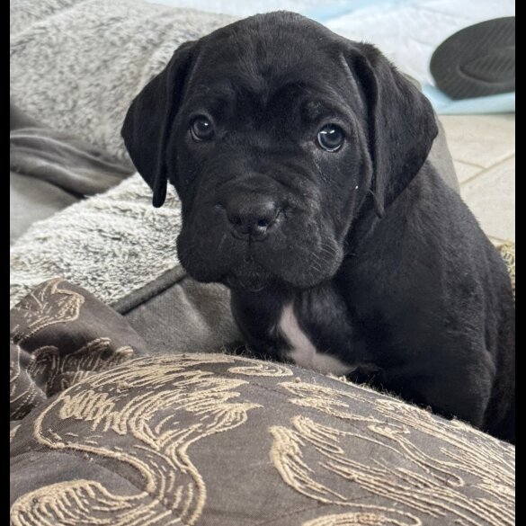 Cane Corso - Both