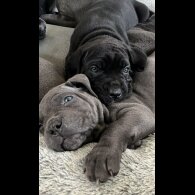 Cane Corso - Both