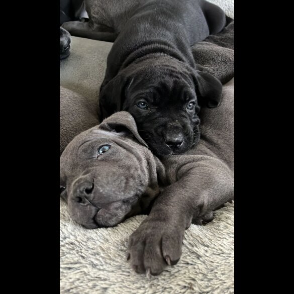 Cane Corso - Both