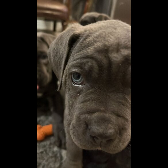 Cane Corso - Both