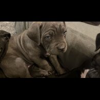 Cane Corso - Both
