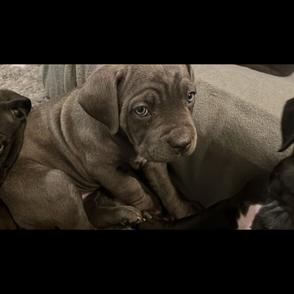 Cane Corso - Both