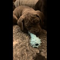 Cane Corso - Both