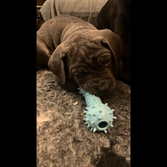 Cane Corso - Both