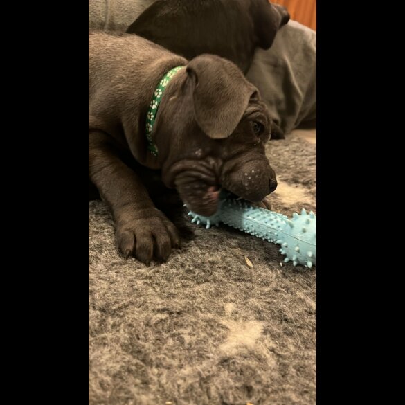 Cane Corso - Both