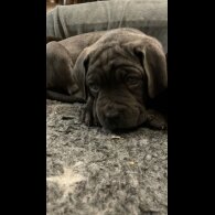 Cane Corso - Both