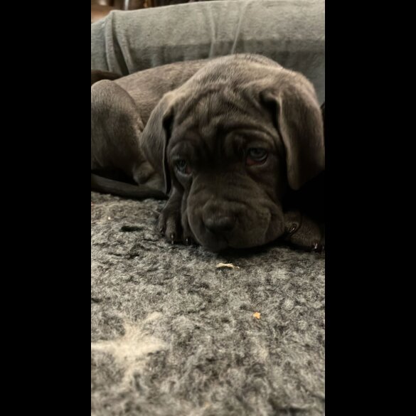 Cane Corso - Both