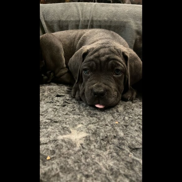Cane Corso - Both