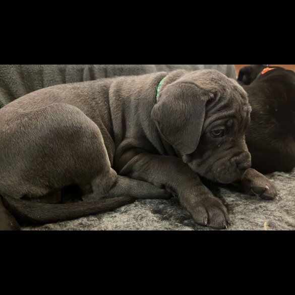 Cane Corso - Both