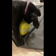 Cane Corso - Both