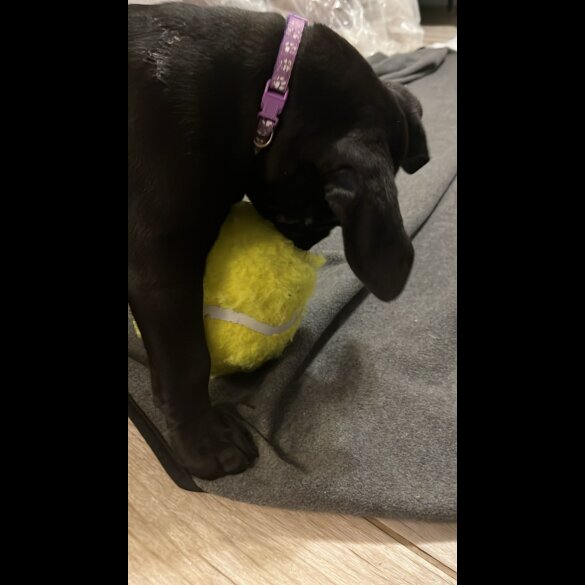 Cane Corso - Both