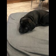 Cane Corso - Both