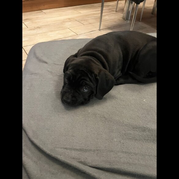 Cane Corso - Both