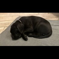 Cane Corso - Both