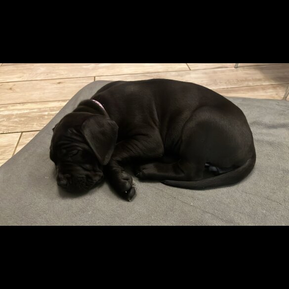 Cane Corso - Both