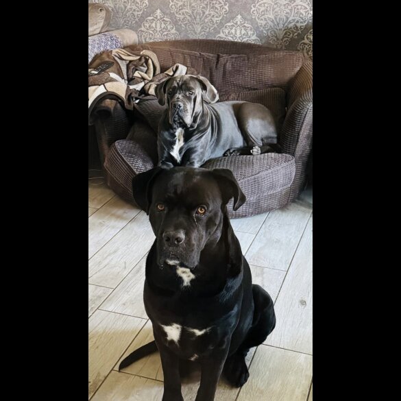Cane Corso - Both