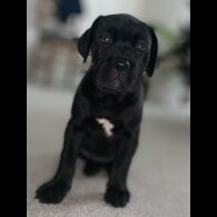 Cane Corso - Both