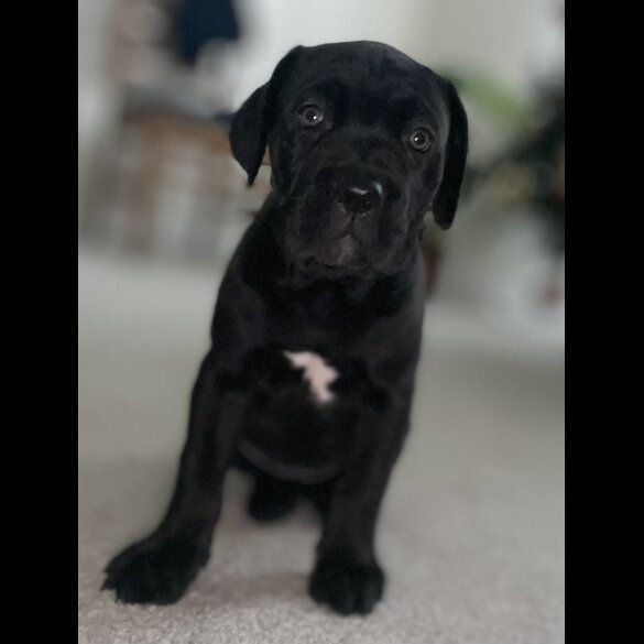Cane Corso - Both