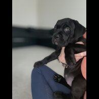 Cane Corso - Both
