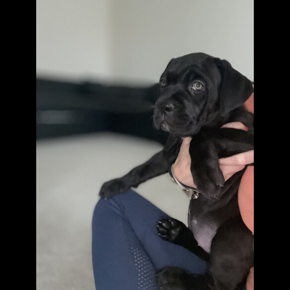 Cane Corso - Both