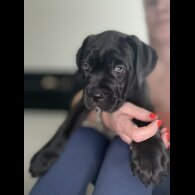 Cane Corso - Both