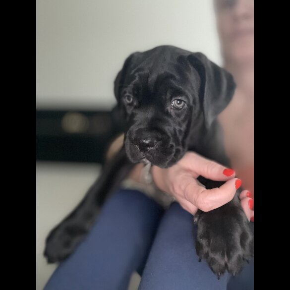 Cane Corso - Both