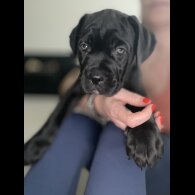 Cane Corso - Both