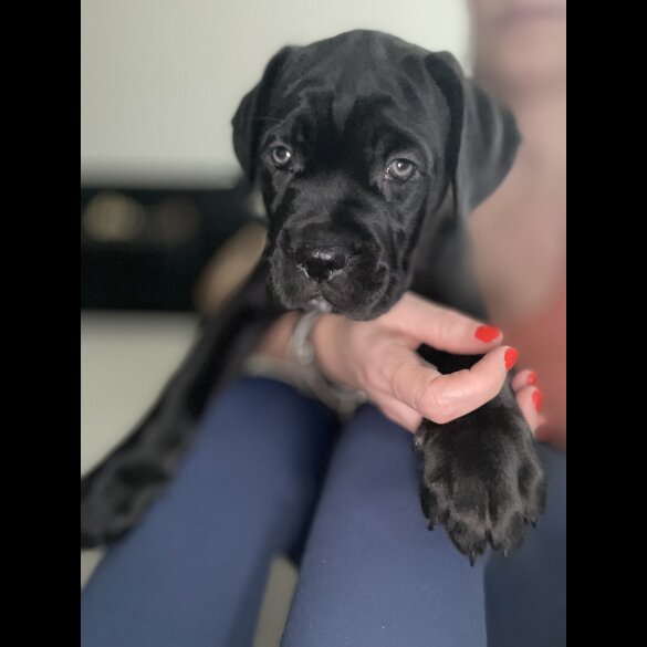 Cane Corso - Both
