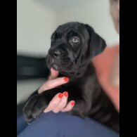 Cane Corso - Both