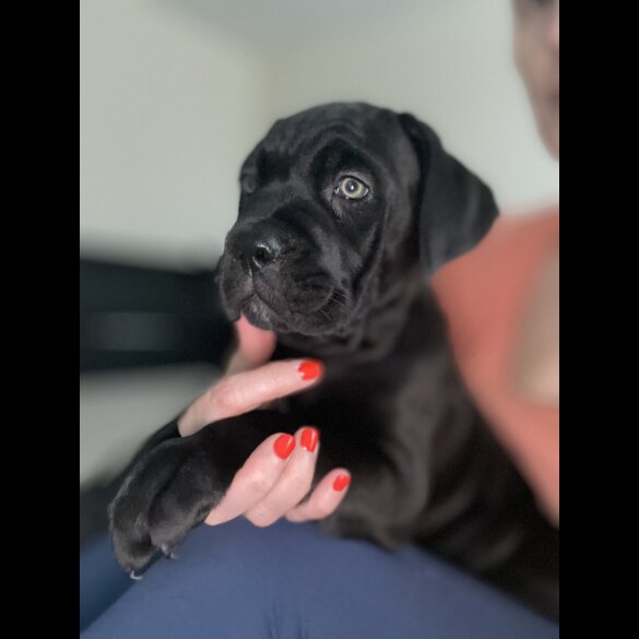 Cane Corso - Both