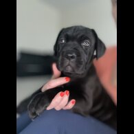 Cane Corso - Both