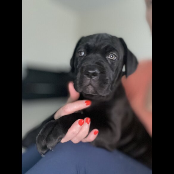 Cane Corso - Both