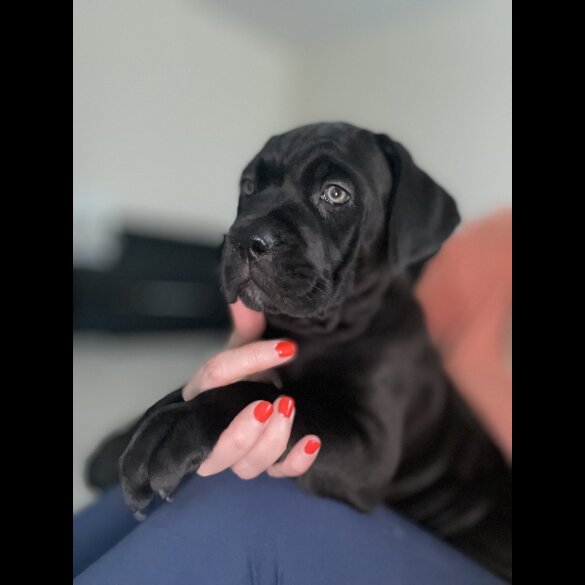 Cane Corso - Both