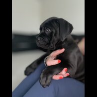 Cane Corso - Both