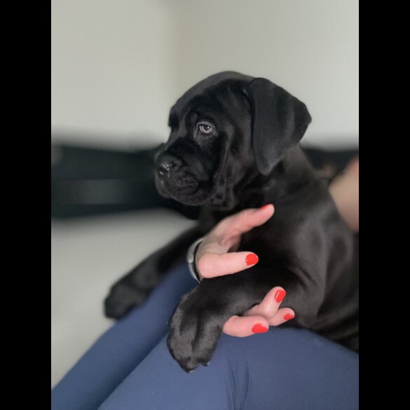 Cane Corso - Both