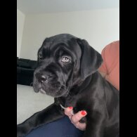 Cane Corso - Both