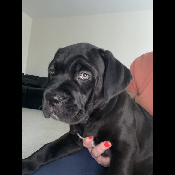 Cane Corso - Both