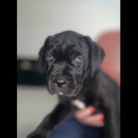 Cane Corso - Both