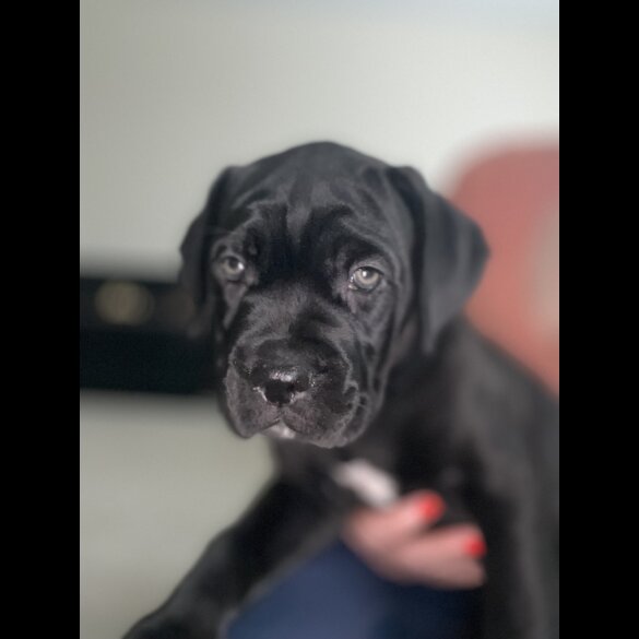 Cane Corso - Both